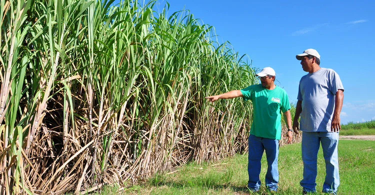Corozal sugar cane field.